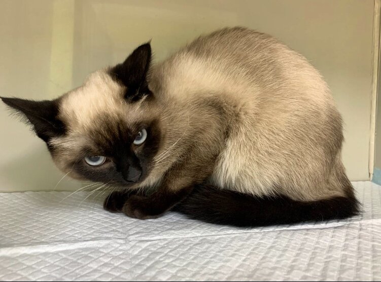 Кошечка, которая пришла на кастрацию (овариогистерэктомию). 