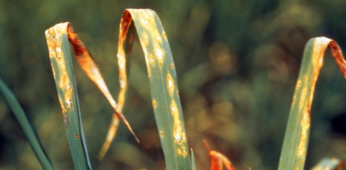 Растения риса, пораженные грибковым заболеванием. Из коллекции изображений International Rice Research