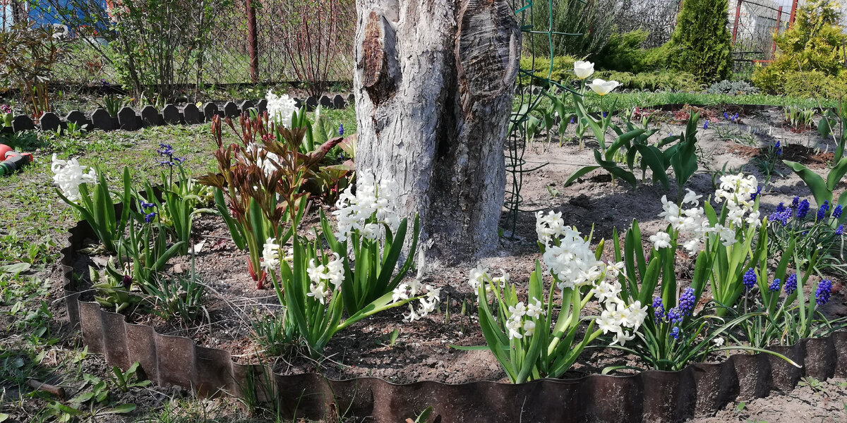 Гиацинты на даче, конец апреля. 
