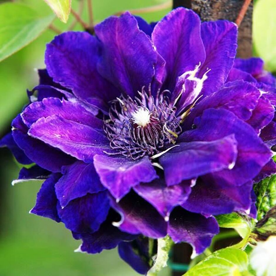 клематис shin-shigyoku. клематис (clematis shin-shigyoku). клематис крупноцветковый шин-шигоку. клематис шигоку. клематис shin-shigyoku.