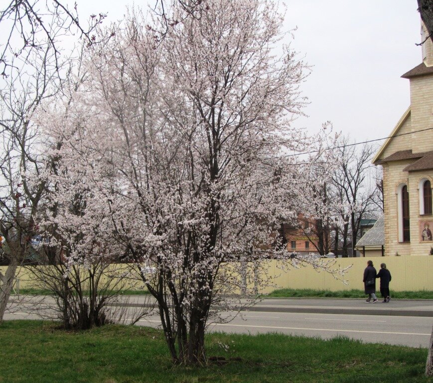 Цветущая алыча.