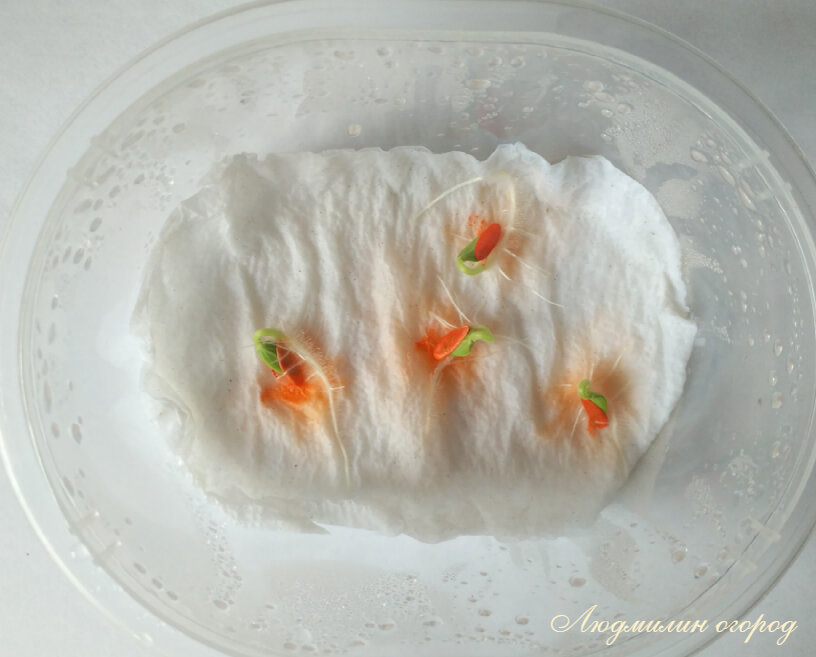 Семена через 2 дня