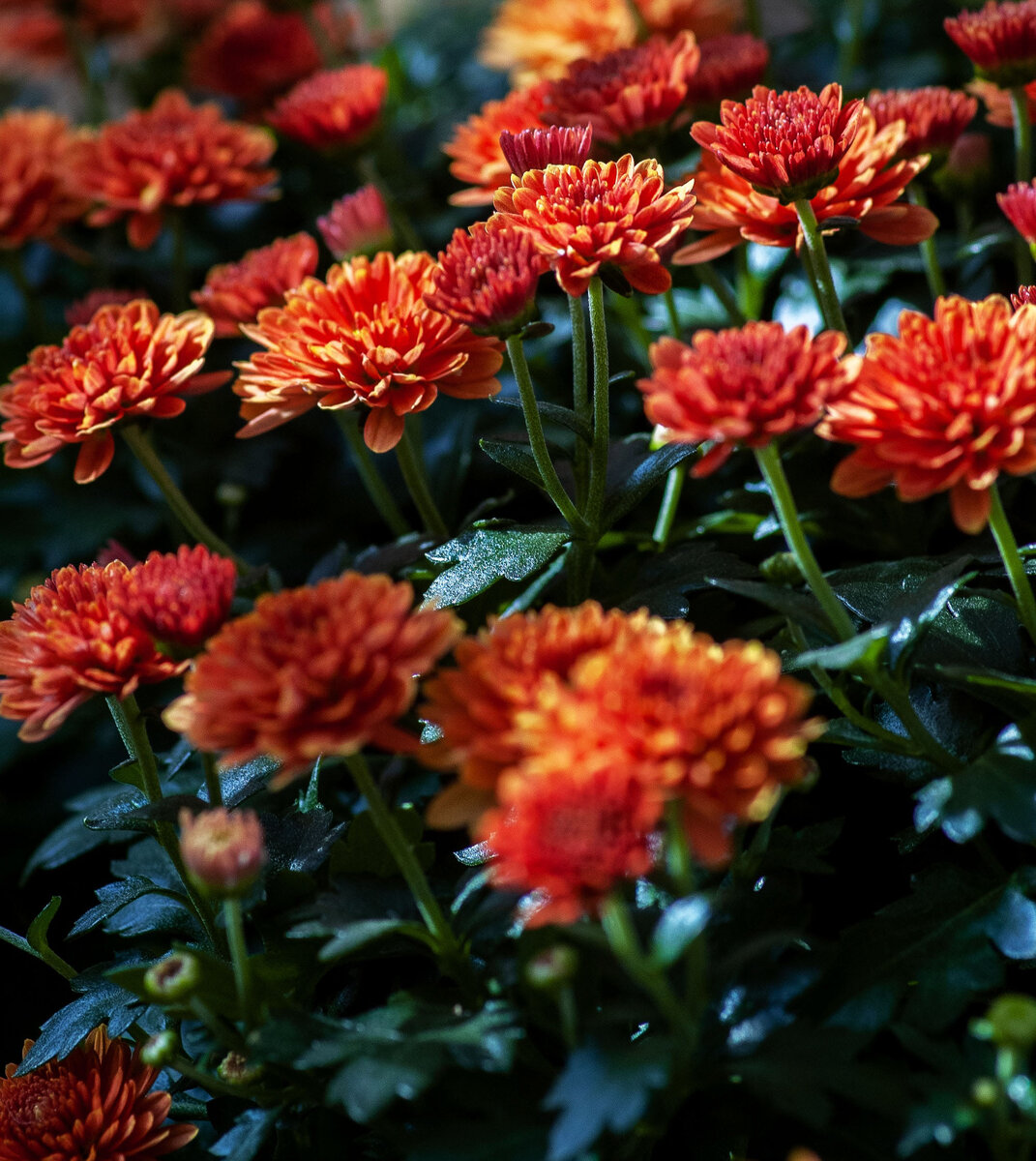 фото с сайта Unsplash