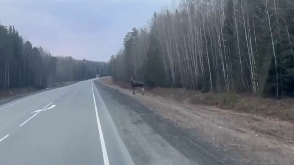     По данным подписчиков паблика «Типичный Тобольск», местные лоси всё чаще стали выходить на дорогу. Сразу двух особей увидели на трассе в Тобольском районе.