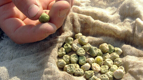    Когда и как сажать горох в открытый грунт: советы и благоприятные дни по лунному календарю Ксения Пудовкина