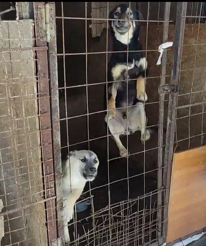 #Приют Причал