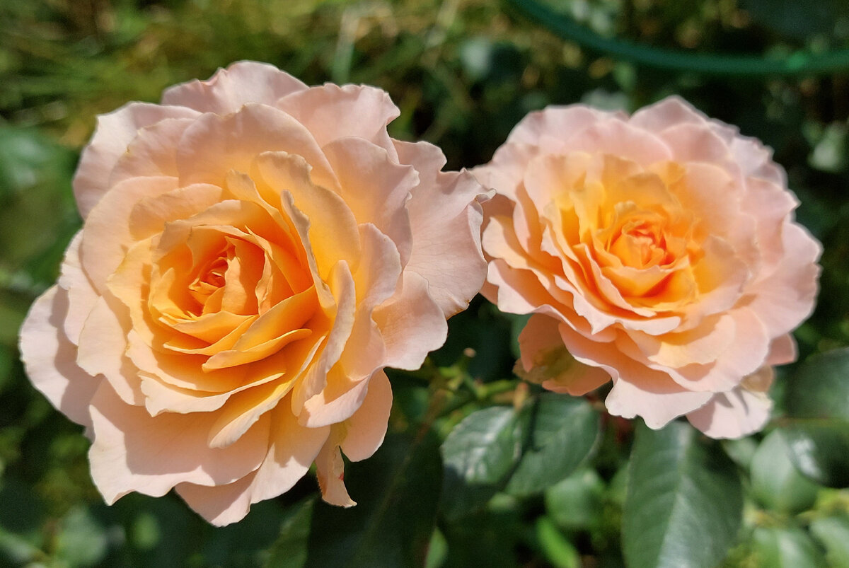 Урок №25. Середина июня. Розы - пеньки больше не ждем | Цветочница ...