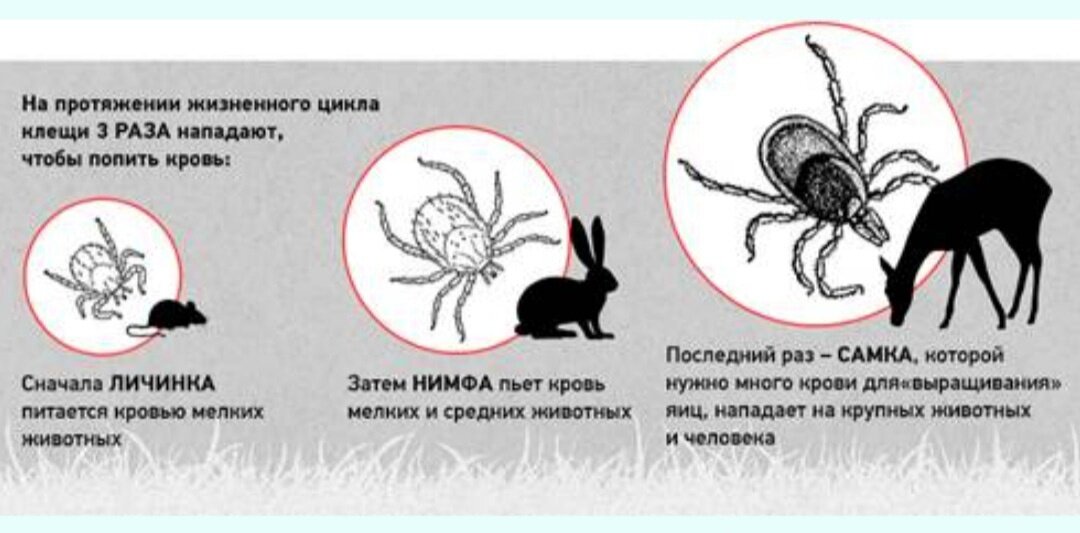 Больше всего клещей весной, в мае-апреле и августе-сентябре, до наступления холодов. 