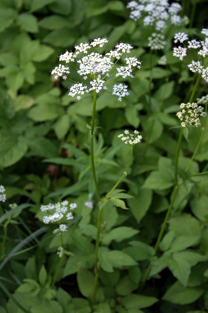       Источник: ru.wikipedia.org