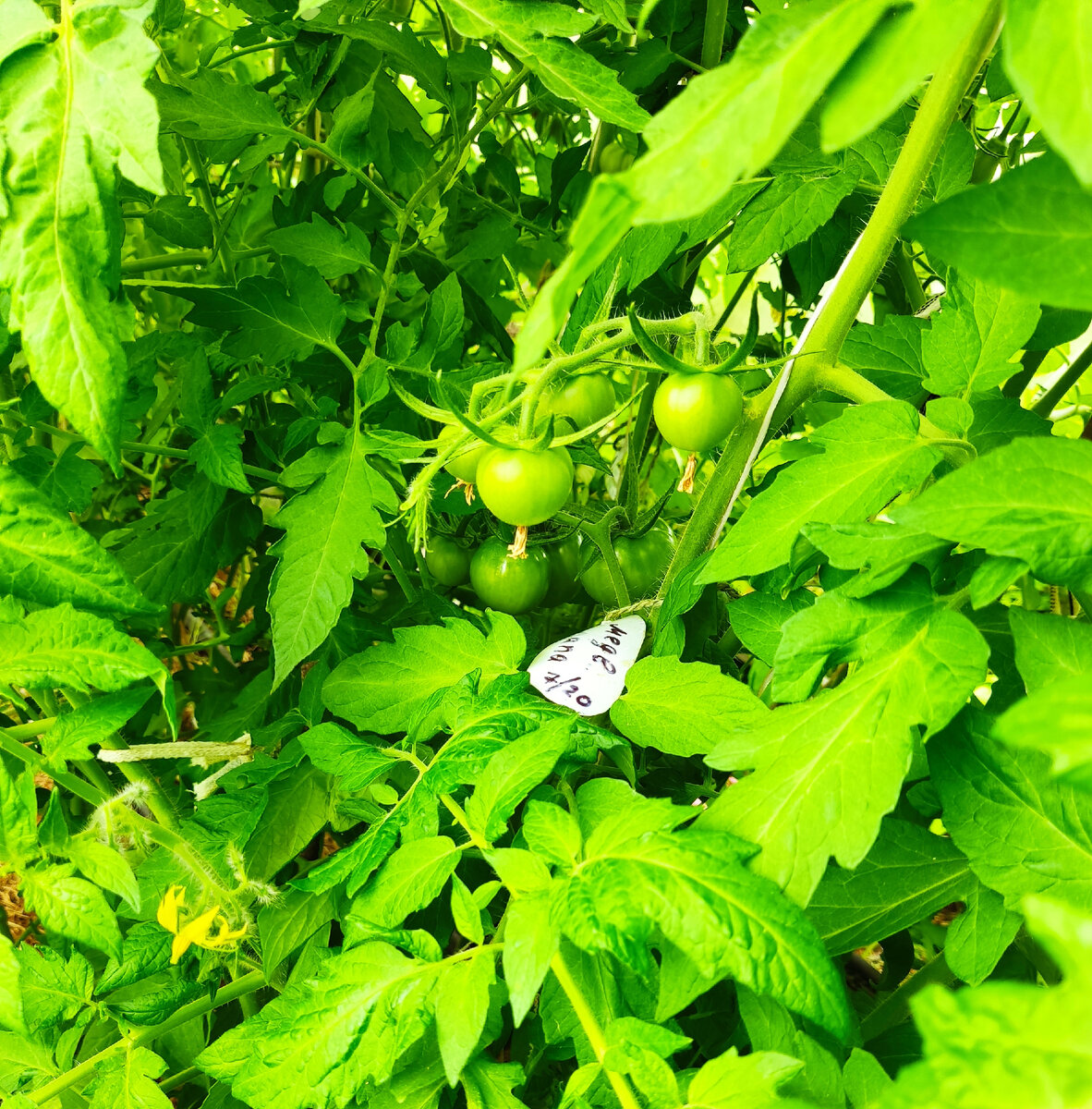 фото автора. Томат Медвежья лапа