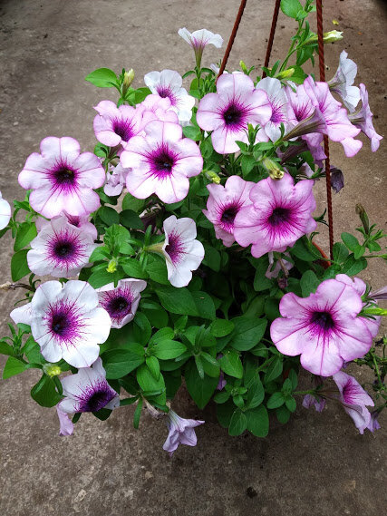 Сурфиния каскадная = Петуния каскадная — Petunia x hybrida hortorum = Petunia violacea var. hybrida