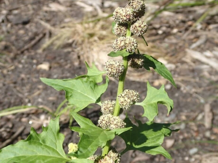Фото: minnesotawildflowers.info
