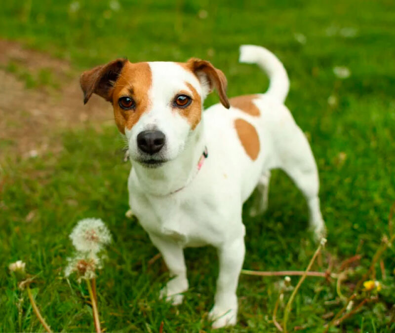 Джек-рассел. Источник:google.ru