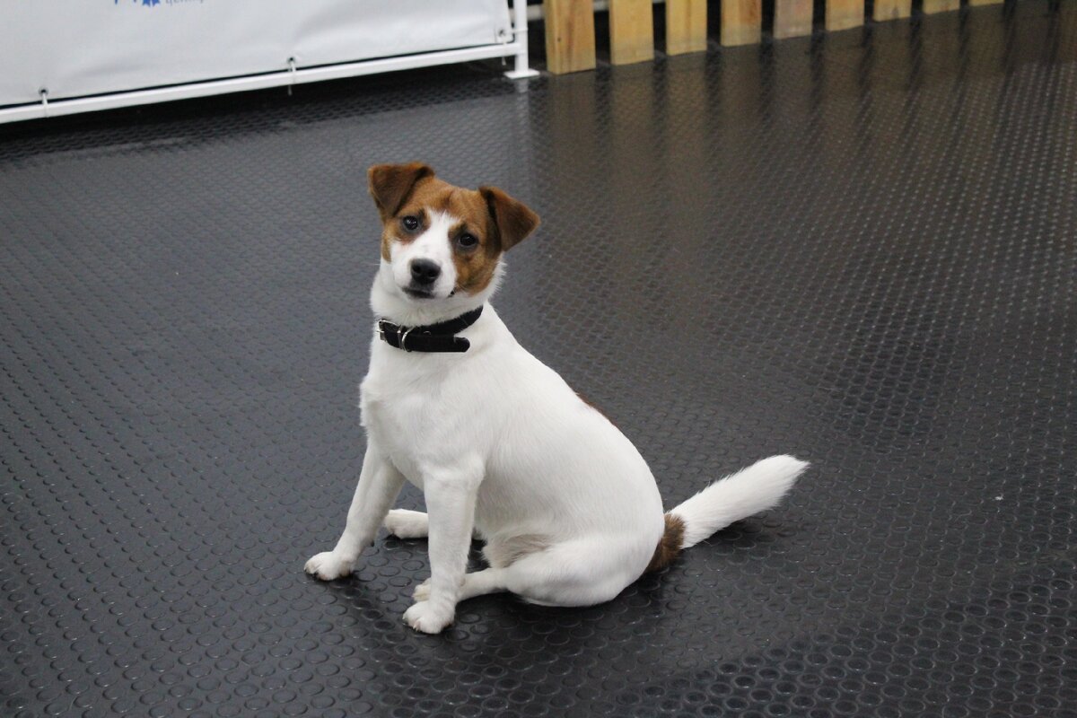 Винт на занятиях в Догги-центре, г. Архангельск