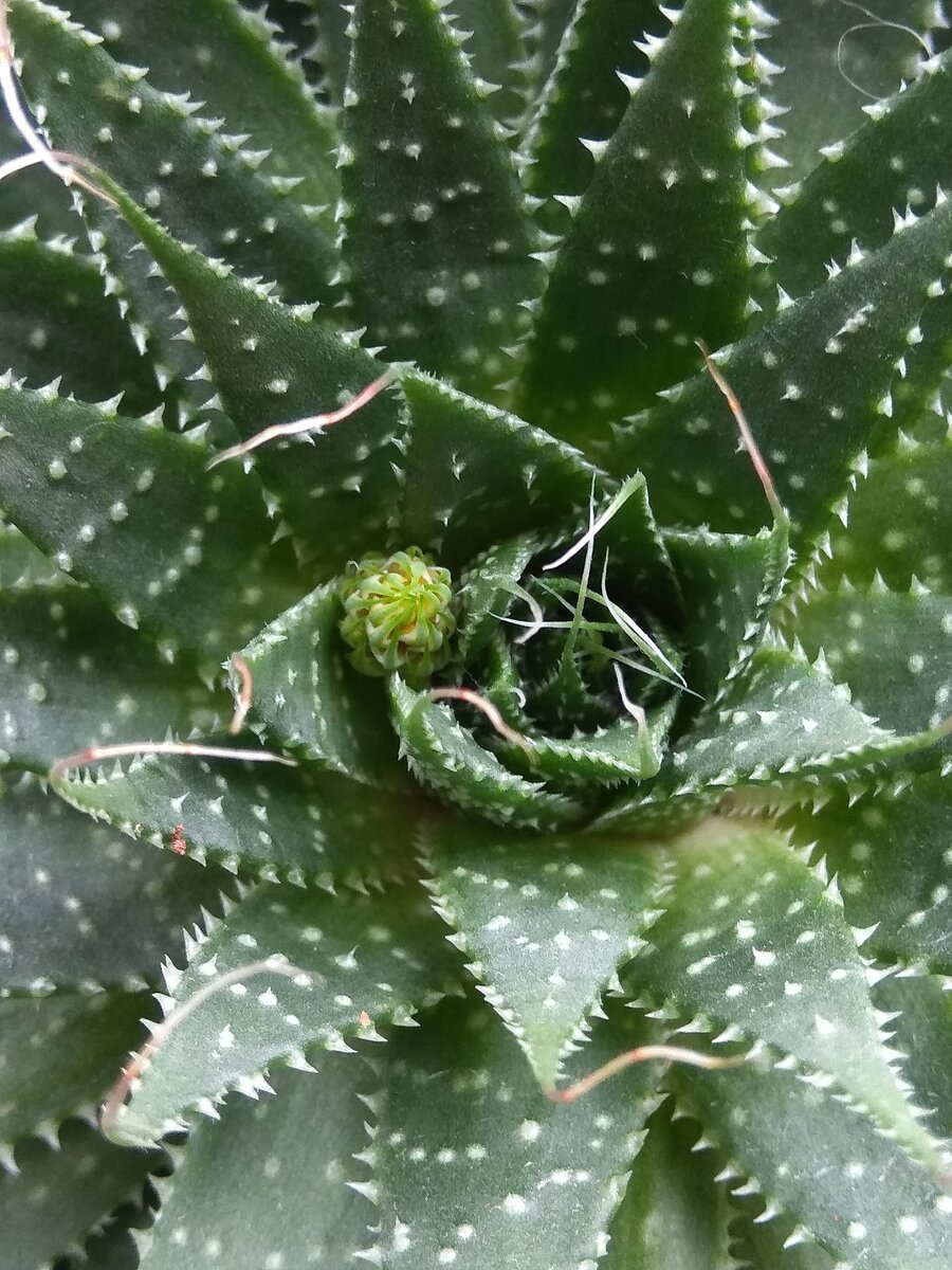 Здесь он ещё совсем маленький