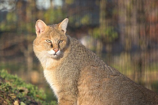 Внешне, камышовый кот напоминает смесь домашнего кота с рысью. Пиксабай.