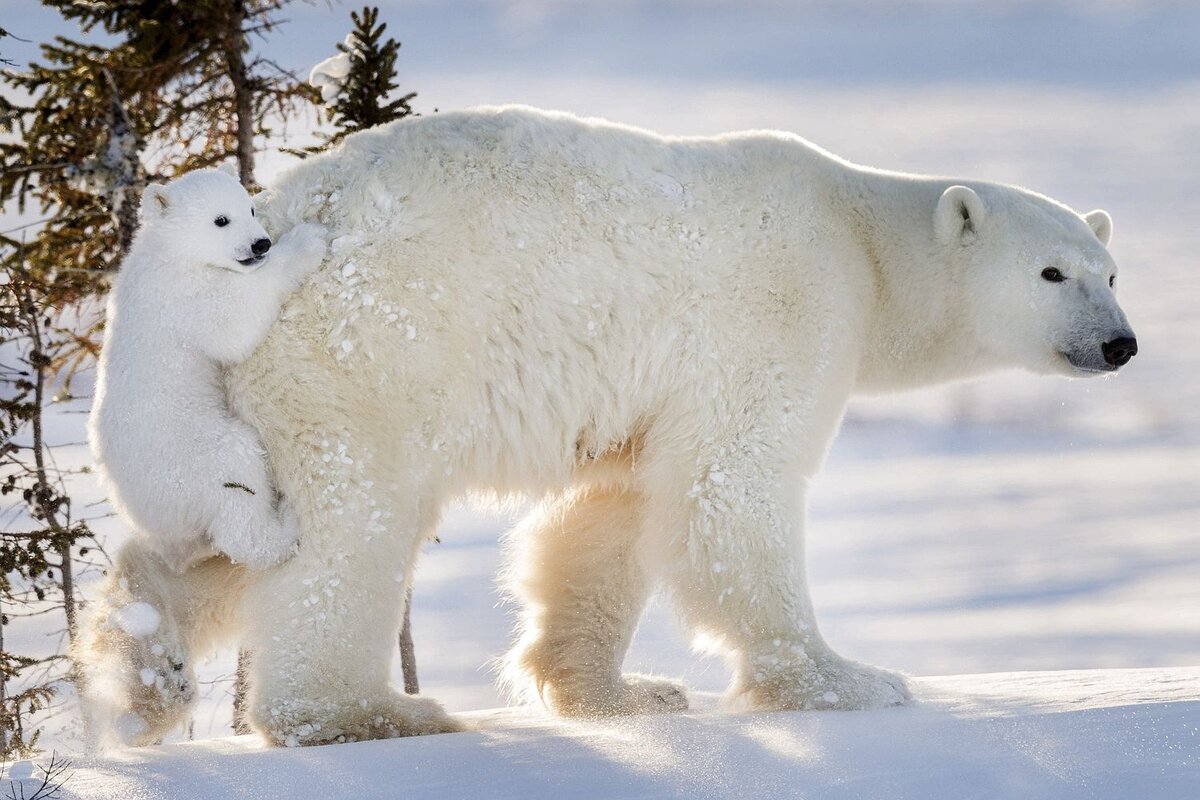 Wind bear. Белый медведь Ursus maritimus. Белый медведь в Северной Америке. Арктические пустыни белый медведь. Полар Беар.