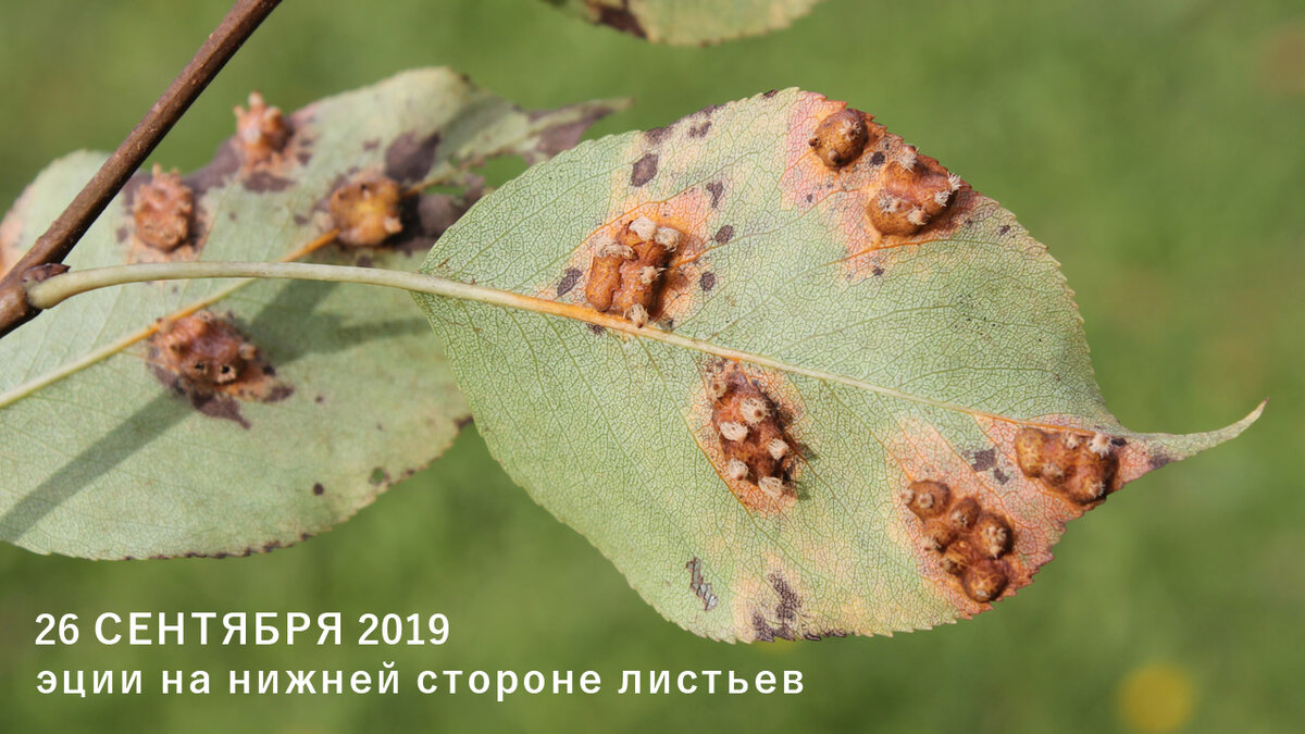 Пальцеобразные выросты ржавчины груши на нижней стороне листьев груши осенью.