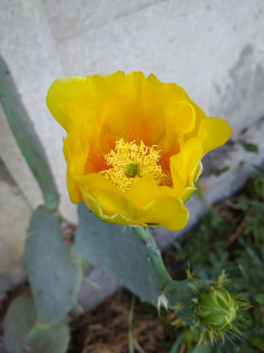 Кактус Опунция