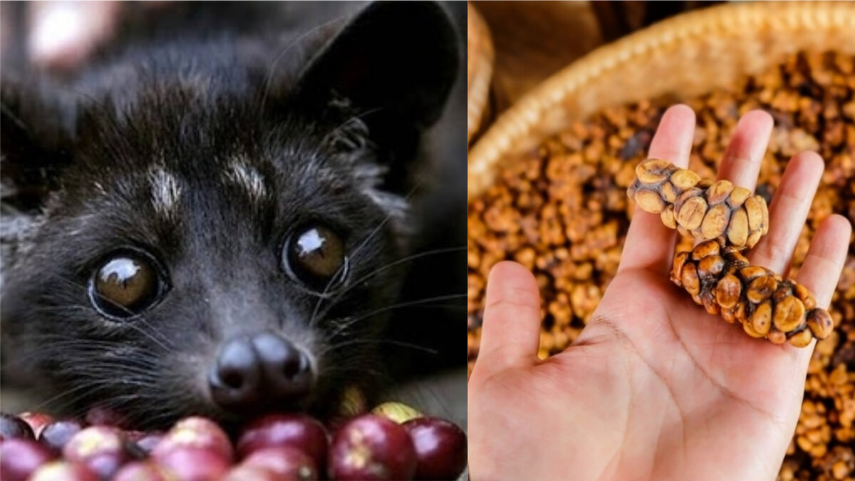 Мусанг и его какашки