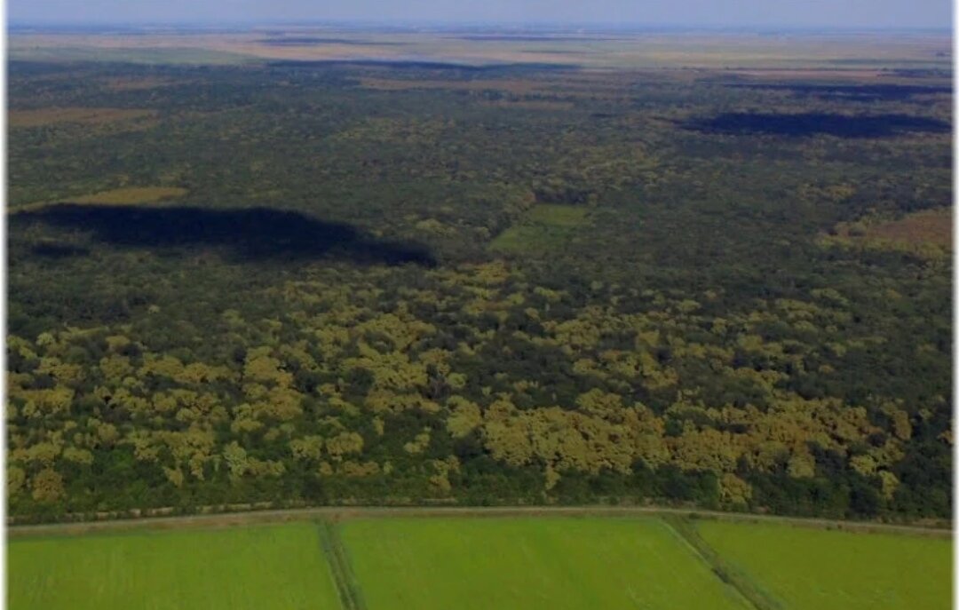 Красный лес краснодарский край фото