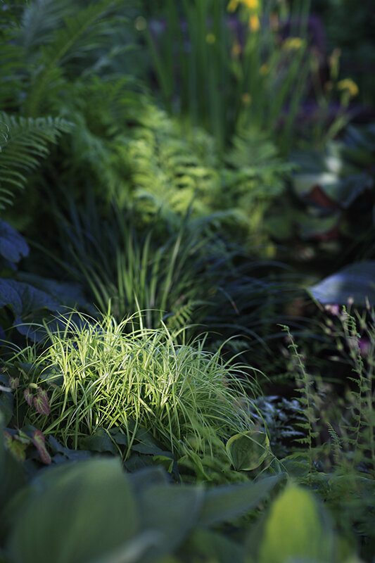 Осока пальмолистная в окружении хост и папоротников