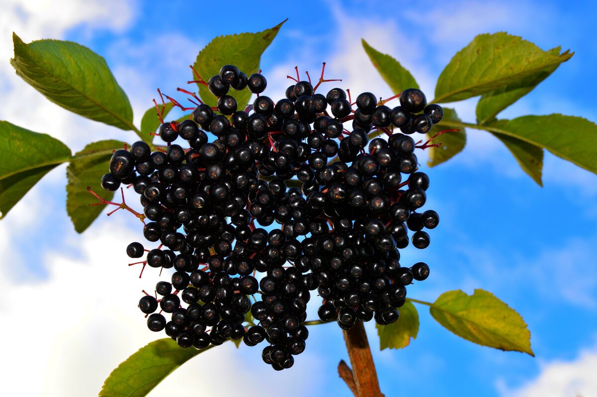 Фото черноплодной рябины дерево и ягоды