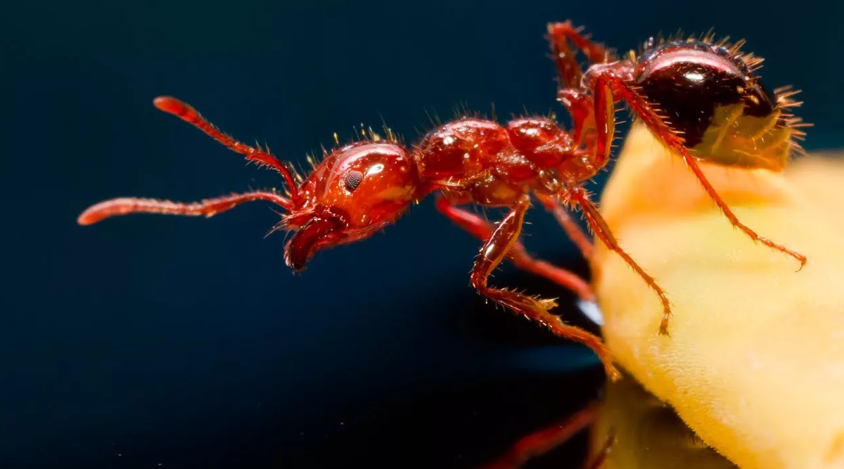 Огненные муравьи (Solenopsis Invicta). Нашествие красных муравьев. Красный Огненный муравей Австралии. Красные Огненные муравьи жало.