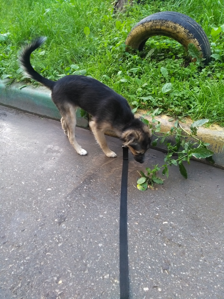 Мира на поводке