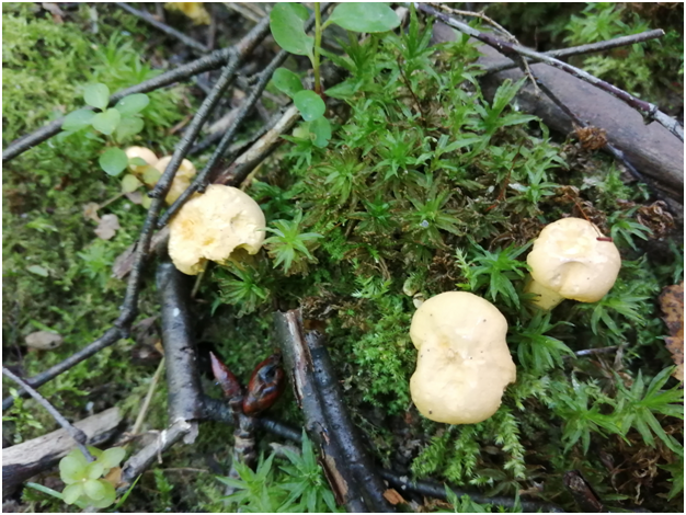 А вот и лисички