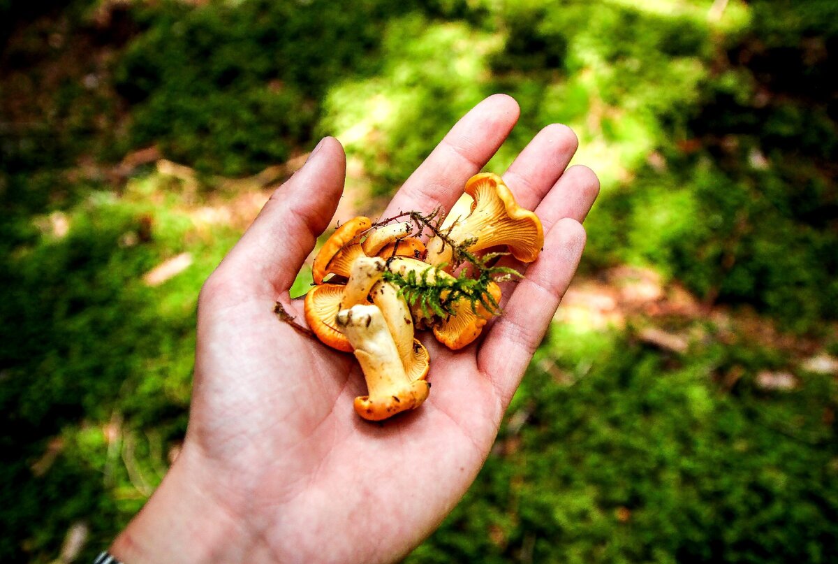 Фото с сайта https://pixabay.com