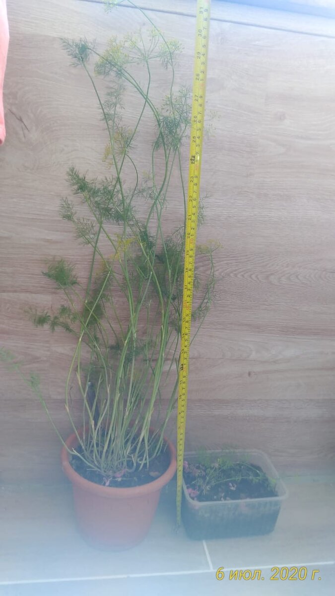 Мелкая тара ни о чем, в ней еще петрушка была посажена, но вообще прорастать отказалась. 