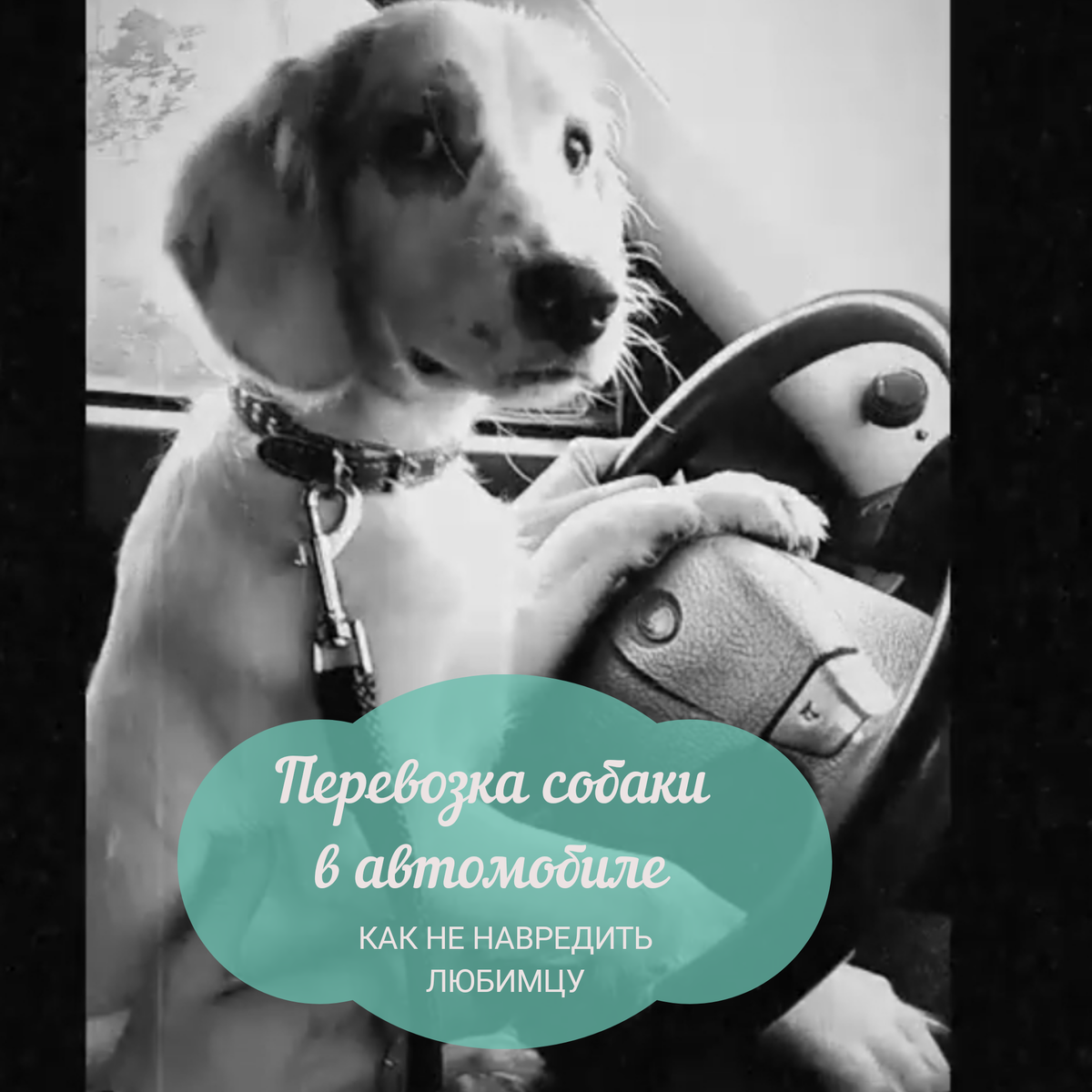 Рони- сынок