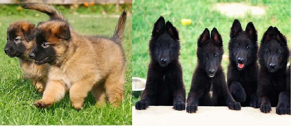 Щенки бельгийской овчарки (тервюрен и грюнендаль), похожие на щенков Динги.