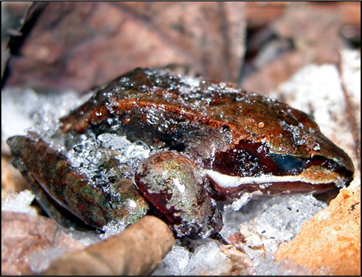 Rana Sylvatica frozen