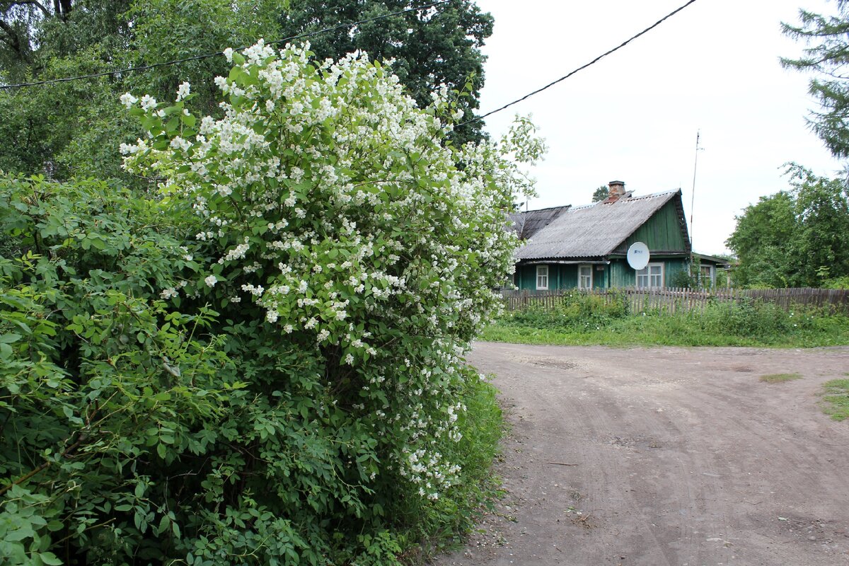 Погода в сиверском ленинградской. Пос Сиверский Гатчинского р-на Ленинградской обл. Пгт Сиверский население.