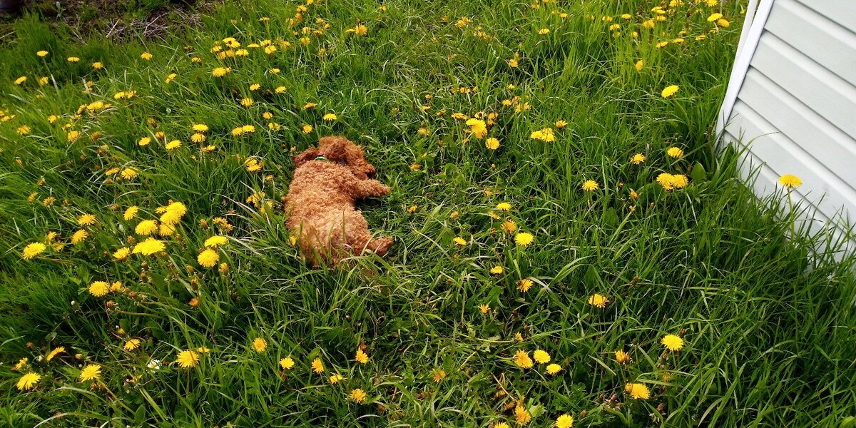Моя собака валяется в одуванчиках