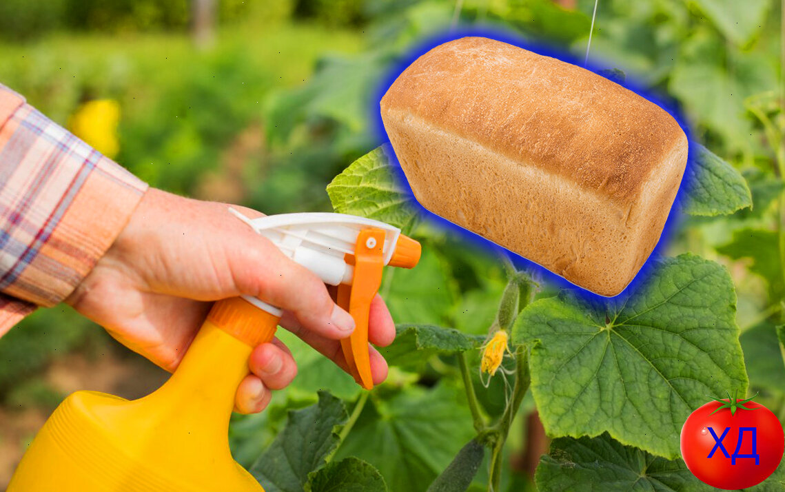 Опрыскивание хлебным раствором