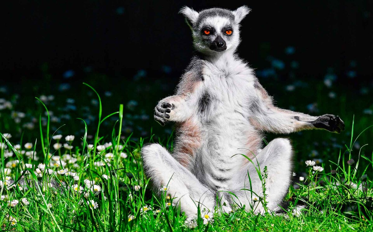 Источник: https://animaljournal.ru/articles/wild/primati/koshachiy_lemur/lemur_meditiruet.jpg
