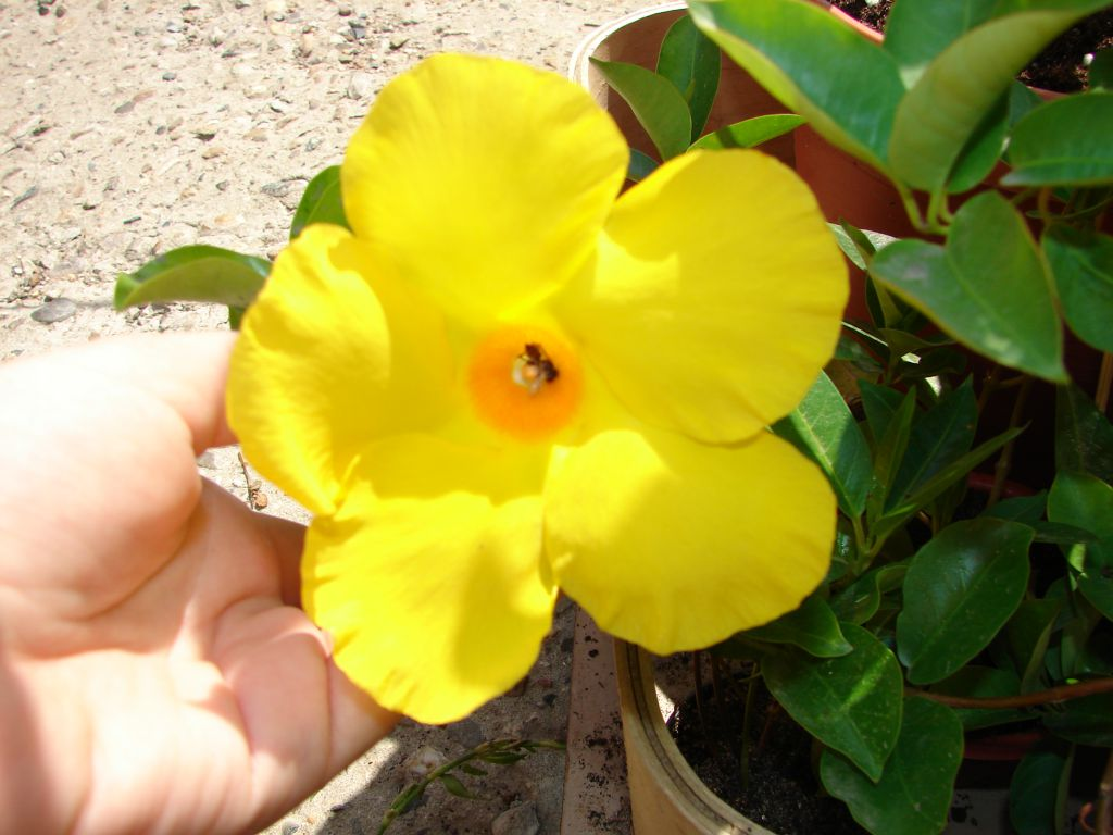 Дипладения или Мандевилла -американская красавица.