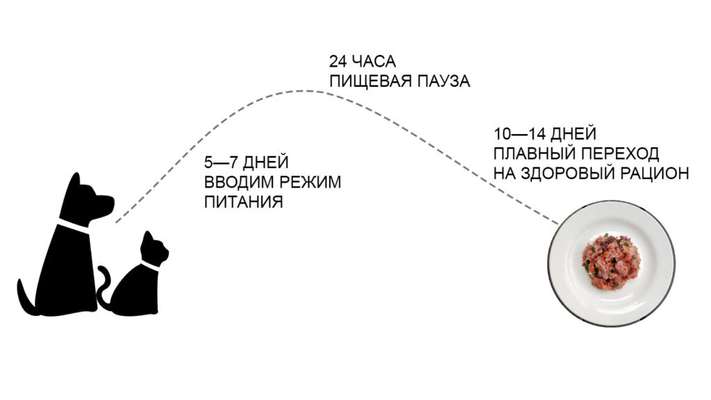 Переход на натуральный корм займет около трёх недель 