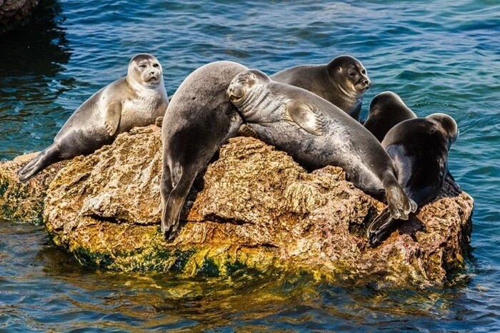 Под водной гладью одного из самых красивых озер в мире бурлит активная жизнь. Возраст, изоляция и насыщенная кислородом вода озера Байкал привели к созданию одной из самых богатых в мире пресноводных экосистем.  Интересно, что около 80 процентов из более чем 3700 видов, найденных на озере Байкал, являются эндемичными. То есть, они не встречаются больше нигде на Земле.