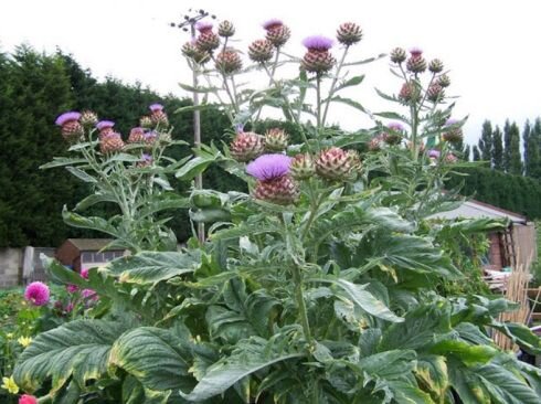 Испанский артишок - кардон (Cynara cardunculus)