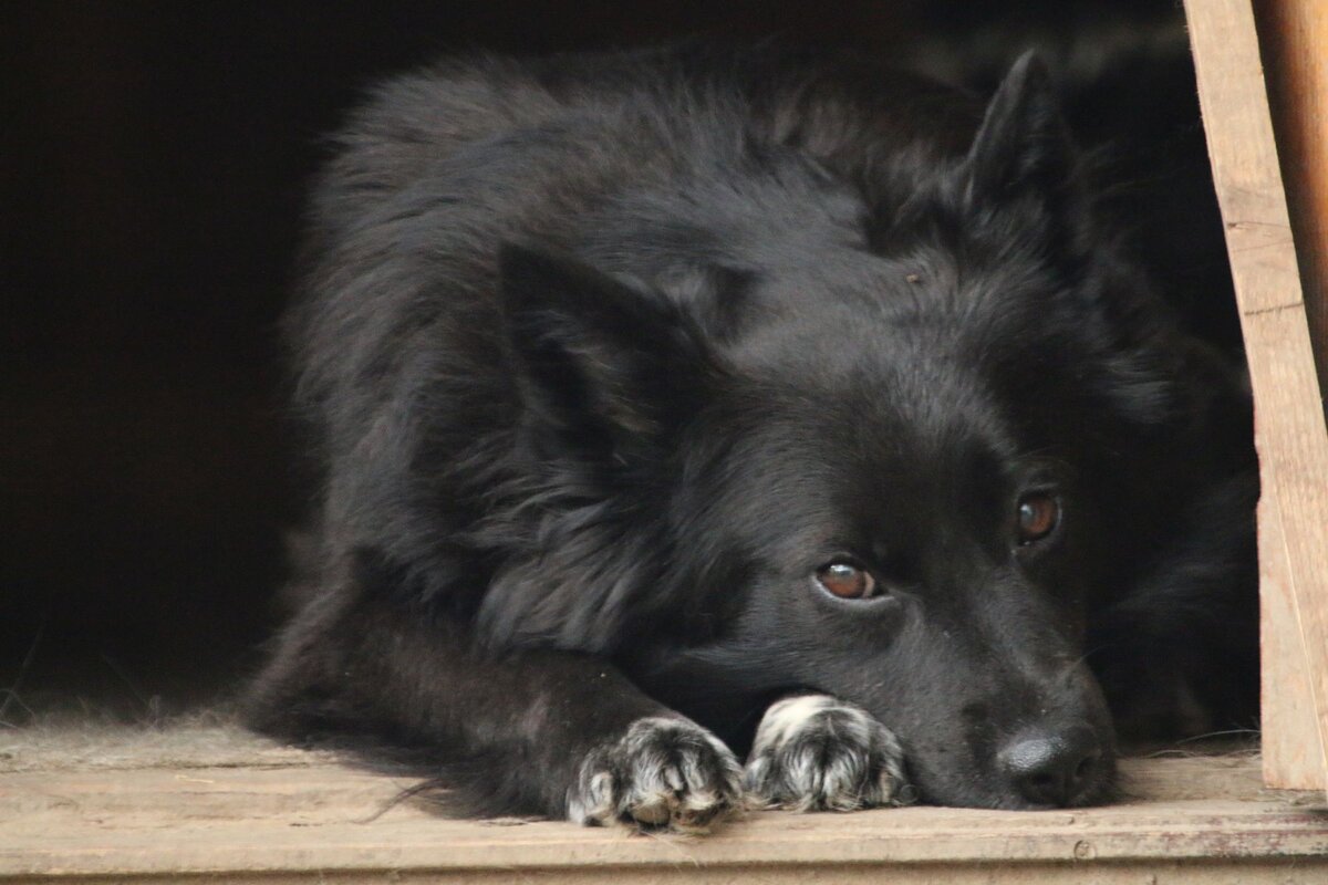К чему снится собака черная большая добрая. Просто черная собака. Любимый черный песик. Просто собаки. Черная собака с подпалинами.