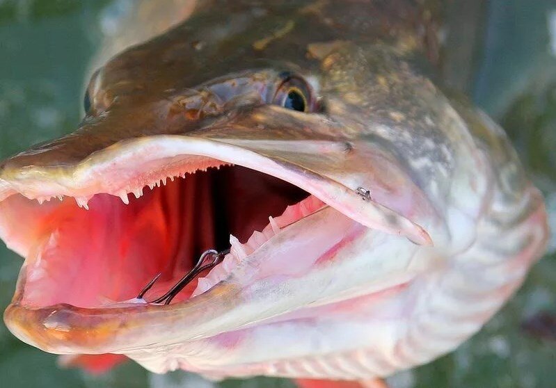 Зубы у рыбы фото