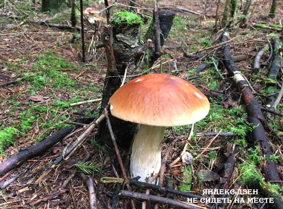 Этот белый гриб настолько красивый, что нельзя не выложить