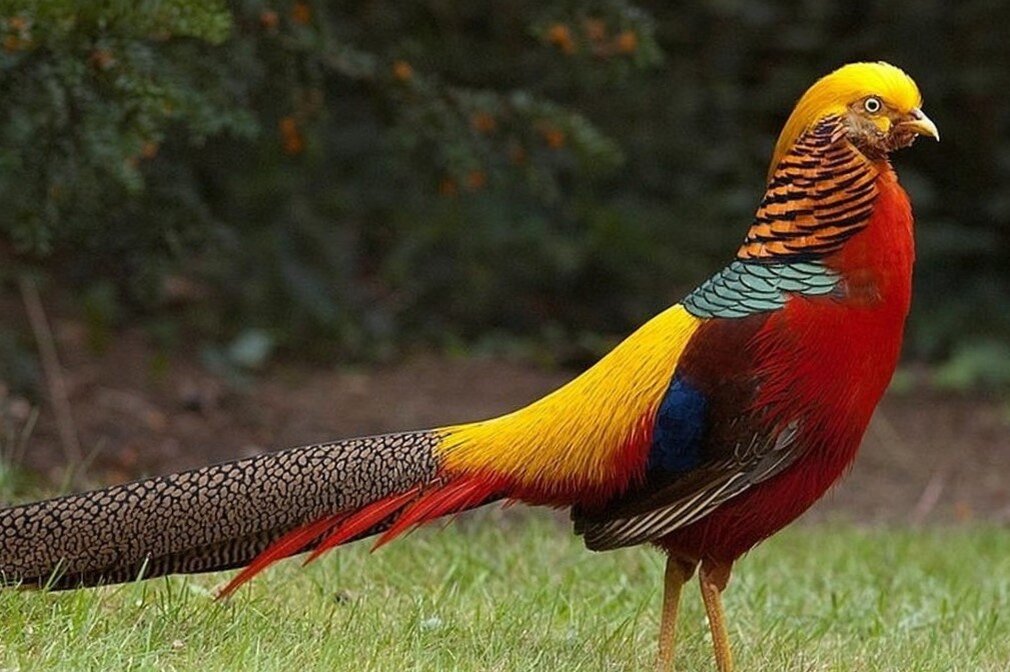 Золотой фазан