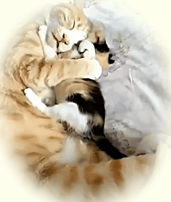 Коты и кошки