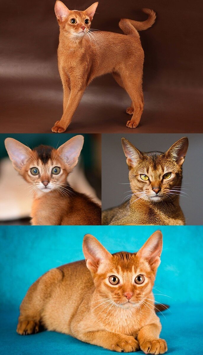 5. Абиссинская кошка