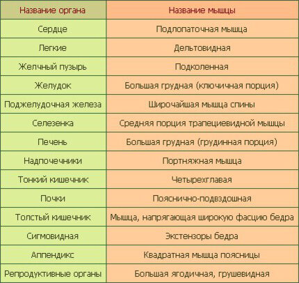 Висцеромоторные связи внутренних органов и мышц